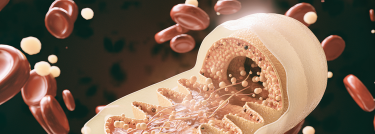 Blog of The Mitochondria-Brain Connection: Why Cellular Energy Powers Mental Clarity which have image The Mitochondria-Brain Connection: Why Cellular Energy Powers Mental Clarity